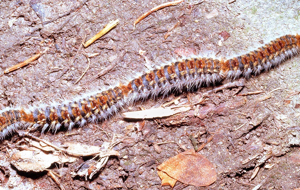 Thaumetopoea pityocampa, Pine processionary, Thaumetopoeidae, caterpillars