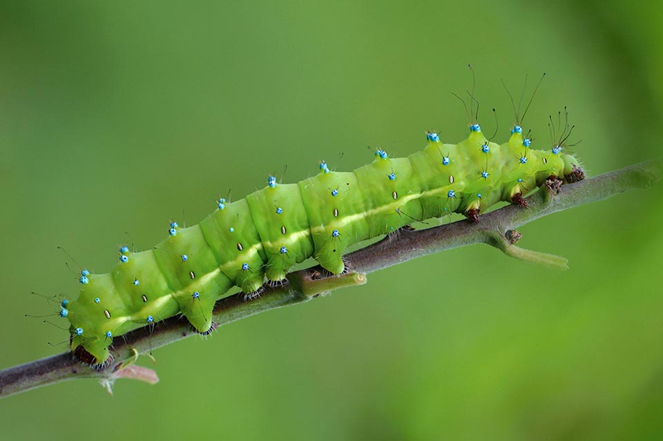  La larve adulte peut atteindre 10 cm. Les longues touffes des tubercules sont raccourcies. À noter les pattes, les fausses pattes, les stigmates respiratoires et la bande latérale jaune 