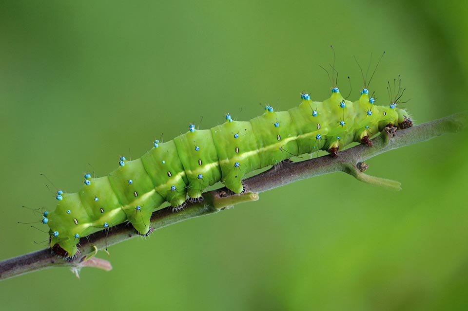 Mature larvae may be 10 cm long. The tubercles long tufts appear reduced. To note the legs, the pseudo legs, the breathing stigmas and the yellow lateral band