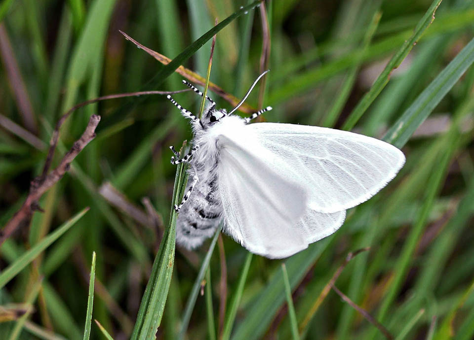 Leucoma salicis