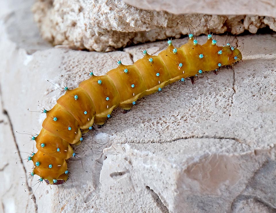 Las eopupas de color amarillo anaranjado se trasladan a lugares protegidos donde secretan una seda áspera para construir un sólido capullo 