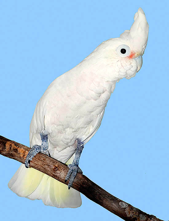 Cacatua goffiniana, Cacatua delle isole Tanimbar, Cacatuidae