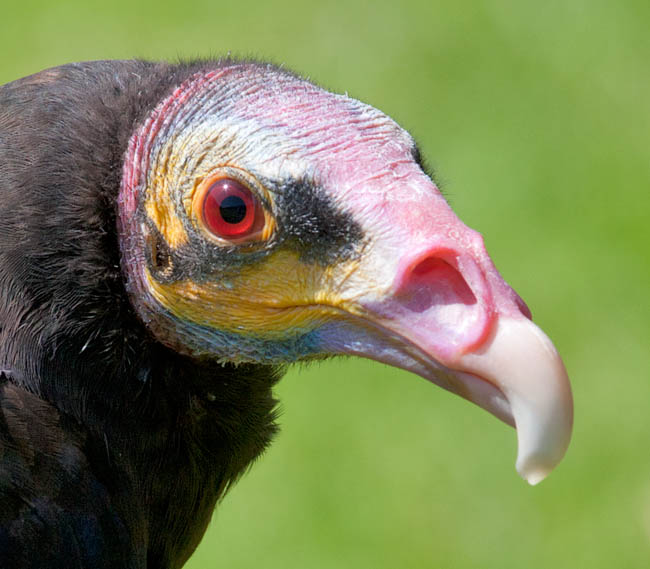 Cathartes burrovianus, urubu à tête jaune, Cathartidae