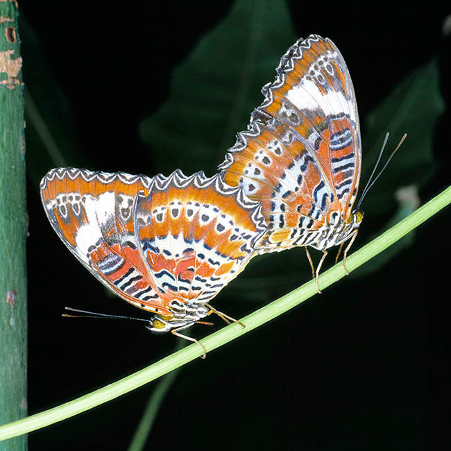 Cethosia penthesilea, Nymphalidae