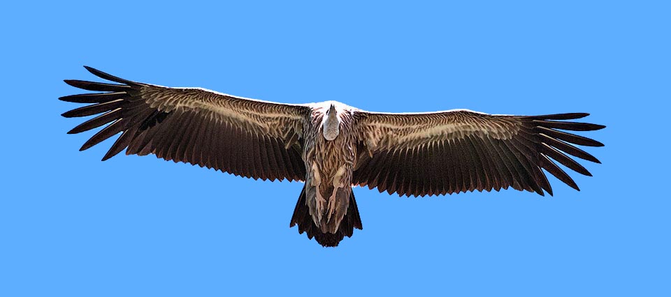 Gyps fulvus, Accipitridae, Griffon vulture