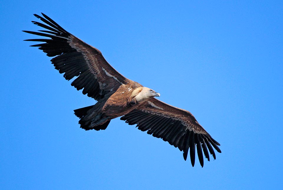 Gyps fulvus, Accipitridae, Buitre leonado