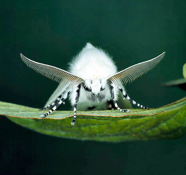Leucoma salicis, Lymantriidae Leucoma salicis, Lymantriidae