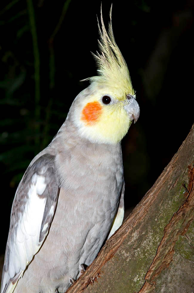 Nymphicus hollandicus, Cockatiel, Psittacidae