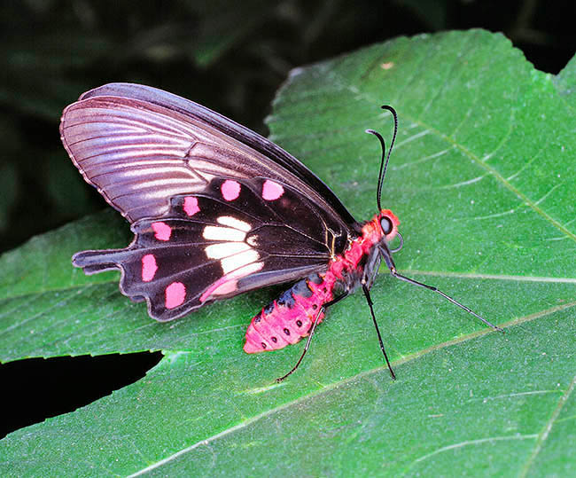 Pachliopta aristolochiae, Papilionidae