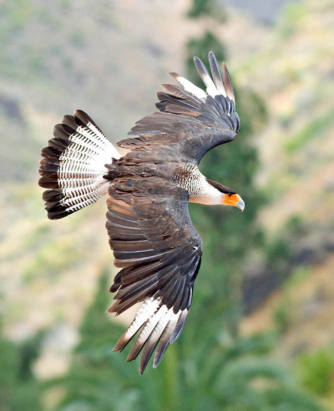 Polyborus plancus, Falconidae, caracara huppé, caracara à crête 