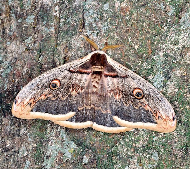 Saturnia pyri, Saturniidae Saturnia pyri, Saturniidae