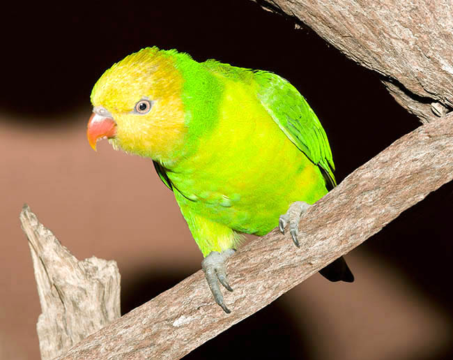 Trichoglossus euteles, Loriquet eutèle, Psittacidae