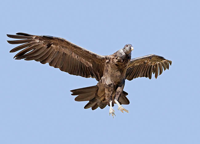  Vultur gryphus, Cathartidae, Condor delle Ande