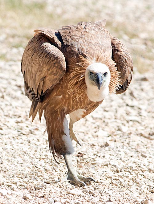 Gyps fulvus, Accipitridae, Griffon vulture
