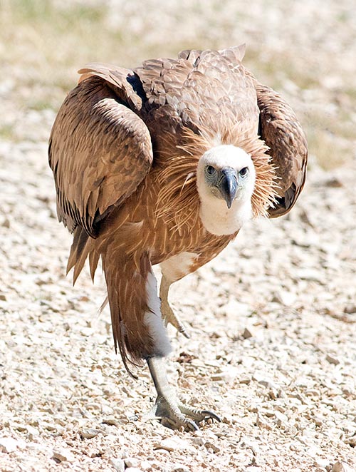 Gyps fulvus, Accipitridae, Buitre leonado