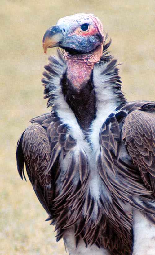 Torgos tracheliotus, Accipitridae, Lappet-faced vulture, Nubian vulture