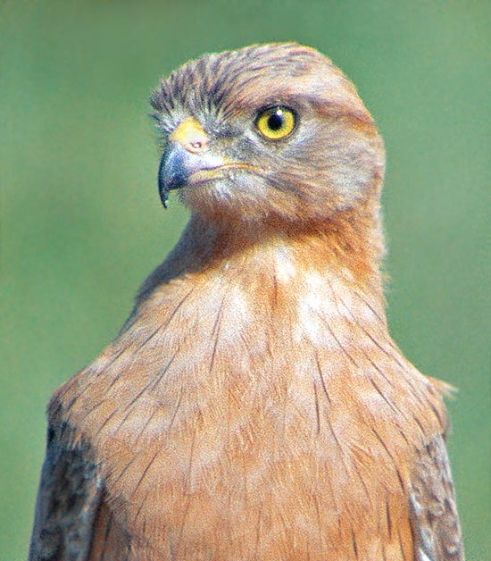 En général, le nid est placé sur des acacias épineux inaccessibles et accueille 3 petits pendant 6-8 semaines. La population n'est jamais très dense mais reste stable avec environ 10 000 individus © Giuseppe Mazza