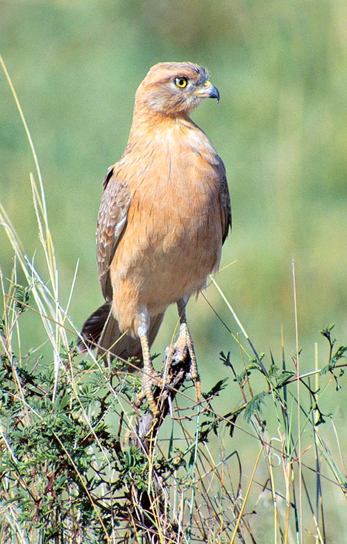 Il Butastur rufipennis è un insolito rapace delle savane africane, nella fascia che va dalla costa atlantica al Sudan, scendendo poi ad Est fino alla Tanzania. Parzialmente migrante secondo l’andamento delle piogge, basa la sua dieta sulle cavallette. 500 g con 40 cm di lunghezza e 1 m d’apertura alare, vive gregario ma territoriale nel periodo riproduttivo © Giuseppe Mazza