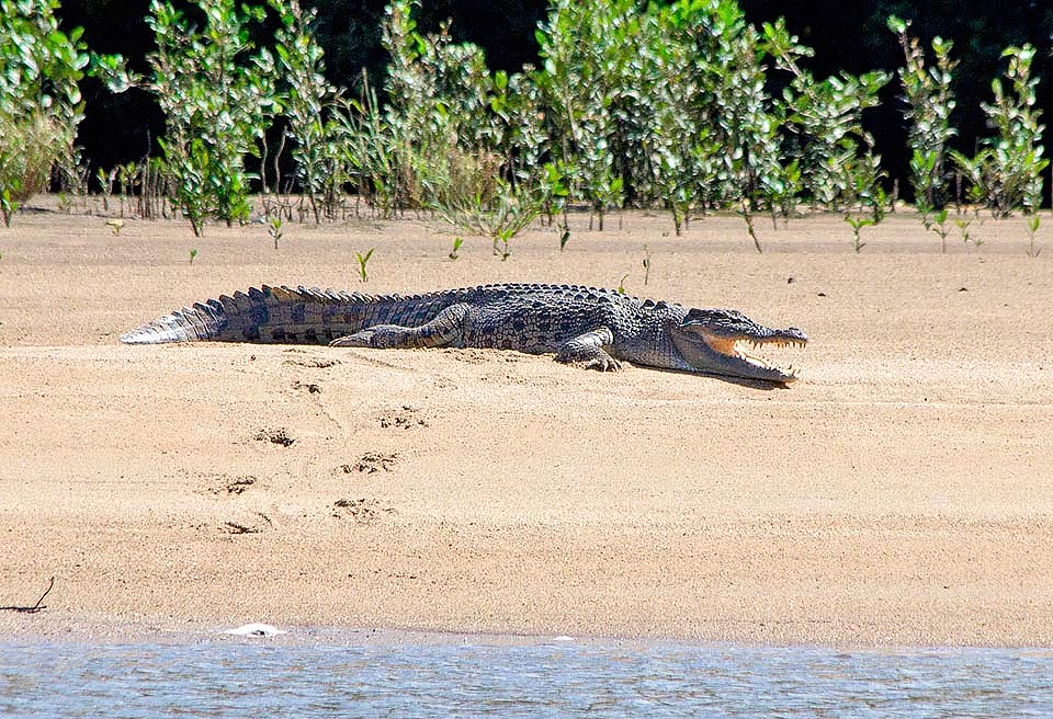 Un Coccodrillo marino (Crocodylus porosus) digerisce il lauto pasto al sole, nel suo ambiente preferito, accanto alle mangrovie © Giorgio Venturini