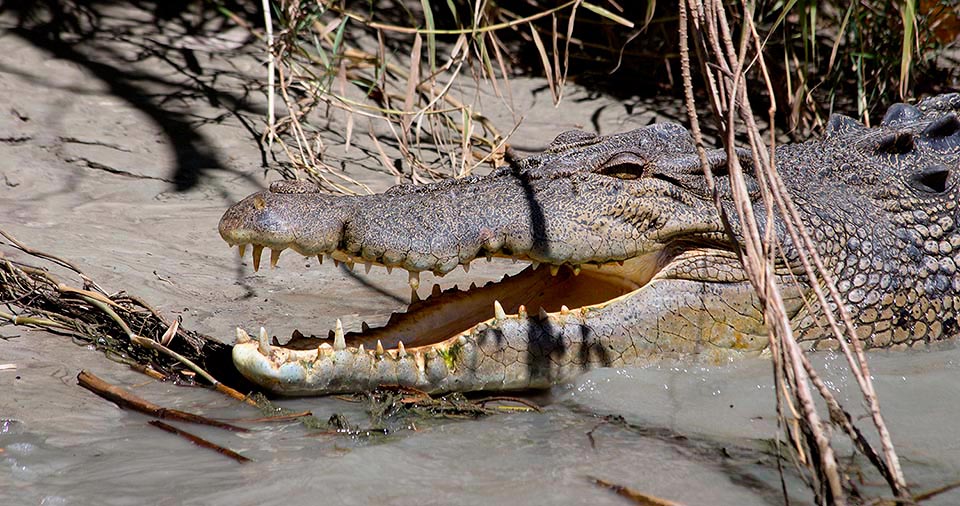 Observes, camouflaged between light and shadow, then attacks ruthless. During World War II, in 1945 on Ramtree, Burma, island, about 1000 Japanese troops, to escape Brits, entered a swampy zone, ignoring that it was infested by these crocodiles that have massacred them © Giorgio Venturini