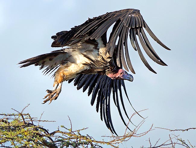 Torgos tracheliotus, Accipitridae, Lappet-faced vulture, Nubian vulture