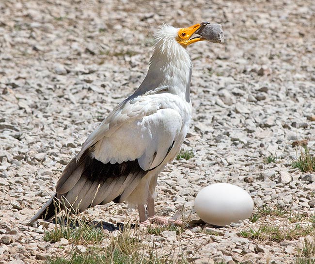 Neophron percnopterus, Accipitridae, Vautour percnoptère