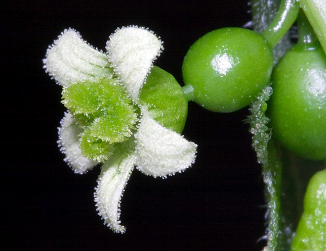 Bryonia cretica subsp. dioica, Nueza, nabo del diablo, vid blanca, espárrago de nuez, Cucurbitaceae