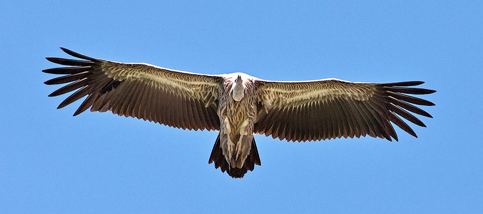Con 280 cm de envergadura es un ave impresionante, otrora cazado como trofeo o por pensarse que atacaba a los rebaños. Hoy es una especie protegida fuera de peligro © Giuseppe Mazza