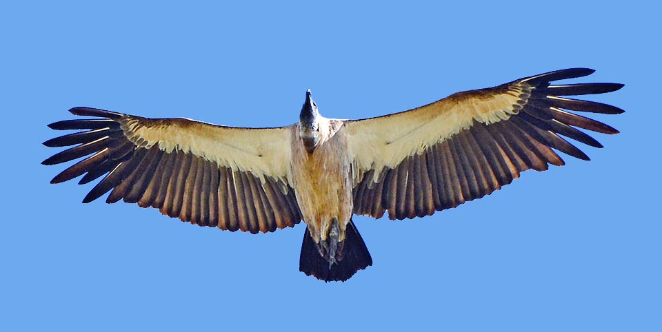 Los adultos pueden superar los 7 kg con 1 m de longitud y de 220 a 230 cm de envergadura y se reconocen fácilmente en vuelo por el blanco bajo el ala © G. Colombo
