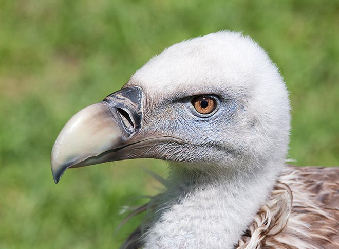 Gyps fulvus, Accipitridae, Griffon vulture