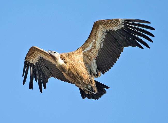 Gyps fulvus, Accipitridae, Griffon vulture