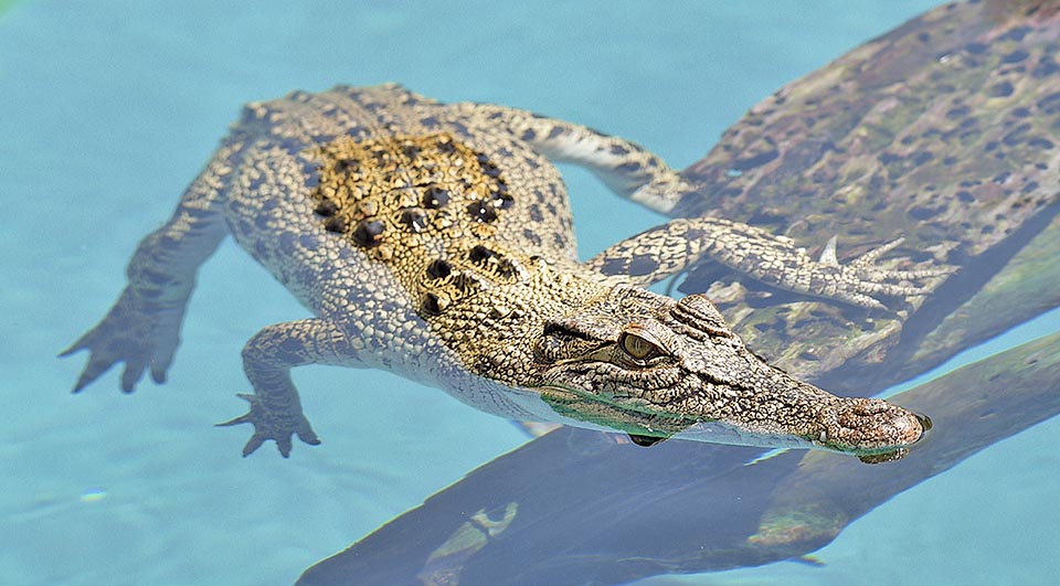 Il sesso dipende dalla temperatura dell’incubazione. Se si aggira sui 31,6 °C nasceranno più maschi, ma bastano pochi gradi in più o in meno e prevalgono le femmine © Gianfranco Colombo