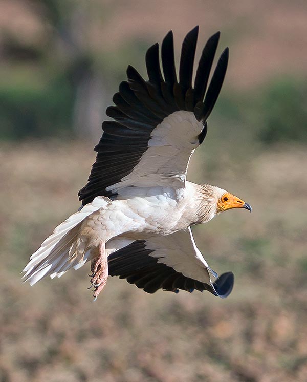 Neophron percnopterus, Accipitridae, Egyptian vulture