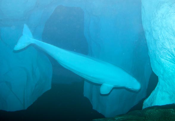 Even if loving estuaries and low waters, the beluga may reach the 600 m of depth © Giuseppe Mazza