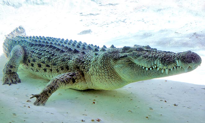 Come il gaviale, può raggiunere forse i 7 m, ma in media misura 5-6 m, col peso di una tonnellata © Giuseppe Mazza