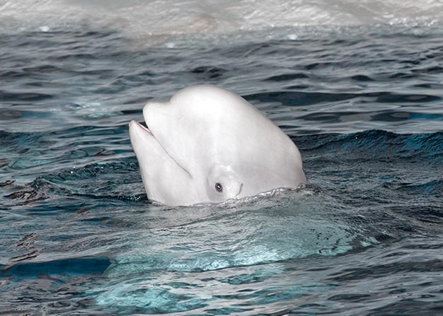 Il beluga emette anche suoni udibili, simili a cinguettii, donde il nome di "canarino di mare" © Giuseppe Mazza