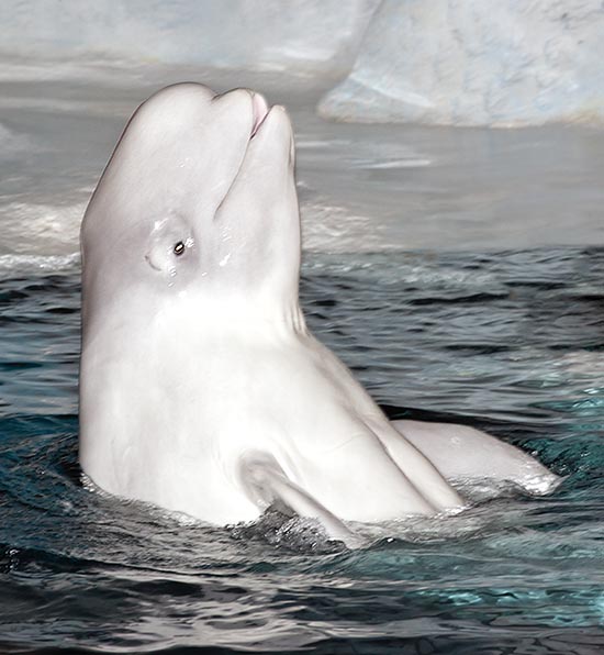 The Beluga (Delphinapterus leucas) belongs to the Cetaceans order © Giuseppe Mazza