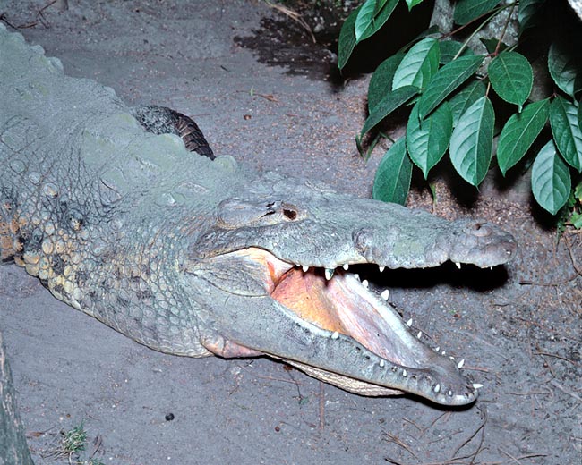 Il Crocodylus acutus conta appena 10.000-20.000 esemplari, ma le "farms" lo salveranno © Giuseppe Mazza