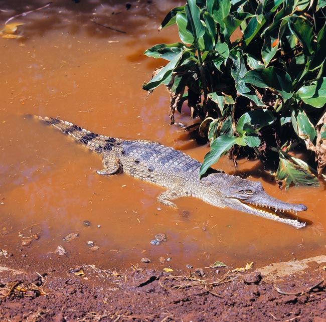 Il Crocodylus cataphractus, detto anche Mecistops cataphractus, è un animale poco studiato © Giuseppe Mazza