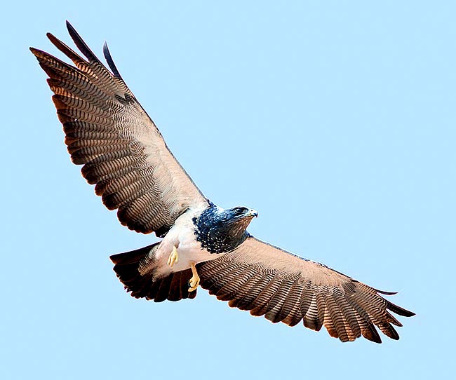 El Geranoaetus melanoleucus pesa de 1700 a 3200 g, con alas enormes en proporción, de entre 175 y 200 cm © Giuseppe Mazza