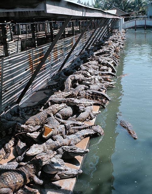 In cattività si riproduce bene, ma viene spesso ibridato col Crocodylus porosus © Mazza
