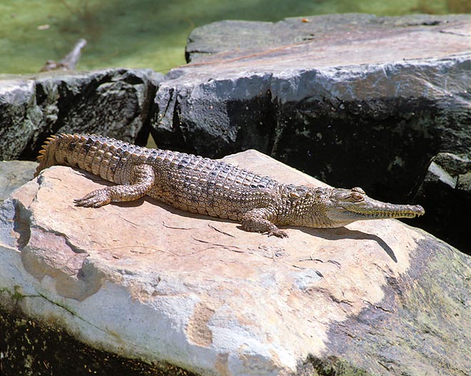 In the wild, the Australian Freshwater crocodile (Crocodylus johnsoni) is just longer than 2 m © Giuseppe Mazza