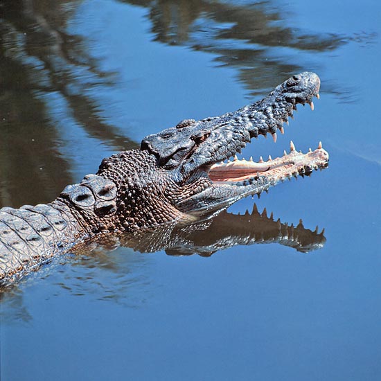 In the wild, Crocodylus siamensis counts 5.000 units only © Giuseppe Mazza