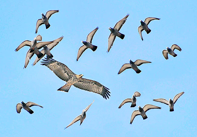 L'aquila del Bonelli preda piccoli mammiferi e uccelli al suolo, ma anche piccioni al volo © Gianfranco Colombo