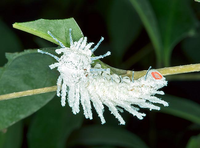 Young hungry caterpillar. The unusual shape puzzles the predators © Giuseppe Mazza