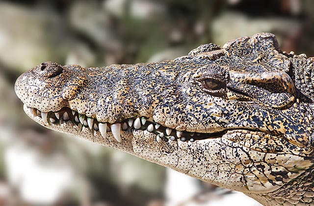 Subject to hunting, habitat changes and genetic pollution due to hybridization with Crocodylus acutus © Mazza