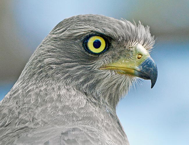 La vista es excepcional y la librea juvenil bastante distinta. El nido, una estructura plana sobre grandes acacias, es a menudo atacado por águilas y aves nocturnas. Solo suele sobrevivir un pollo, tras una estancia de dos meses © Gianfranco Colombo