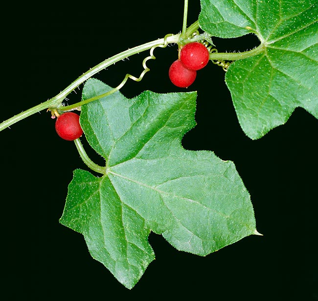 Bryonia cretica subsp. dioica, Red bryony, white bryony, wild vine, wild hops, ladies’ seal, tamus, wild nep, tetterbury, Cucurbitaceae