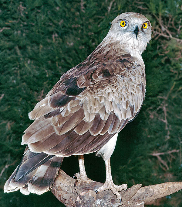 Circaetus gallicus, Accipitridae, Short-toed snake eagle