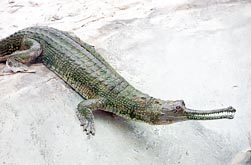 Gavialis Gangeticus Monaco Nature Encyclopedia Gavialis Gangeticus Monaco Nature Encyclopedia